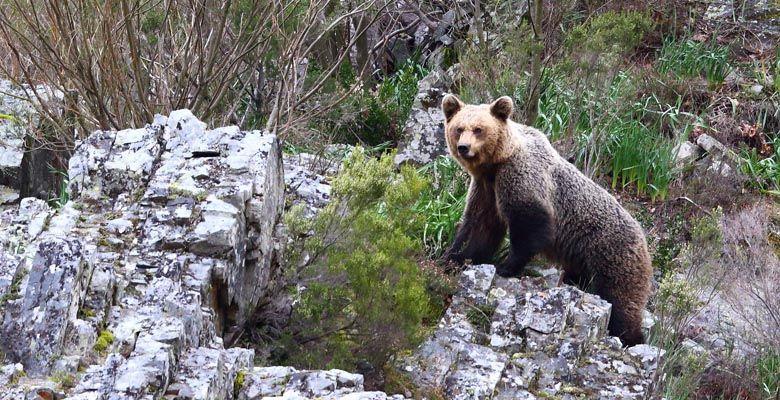 Hostal Los Nogales Cangas De Narcea Dış mekan fotoğraf